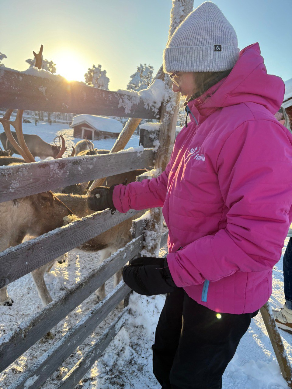 Toddler meeting a reindeer during a gentle Lapland family experience