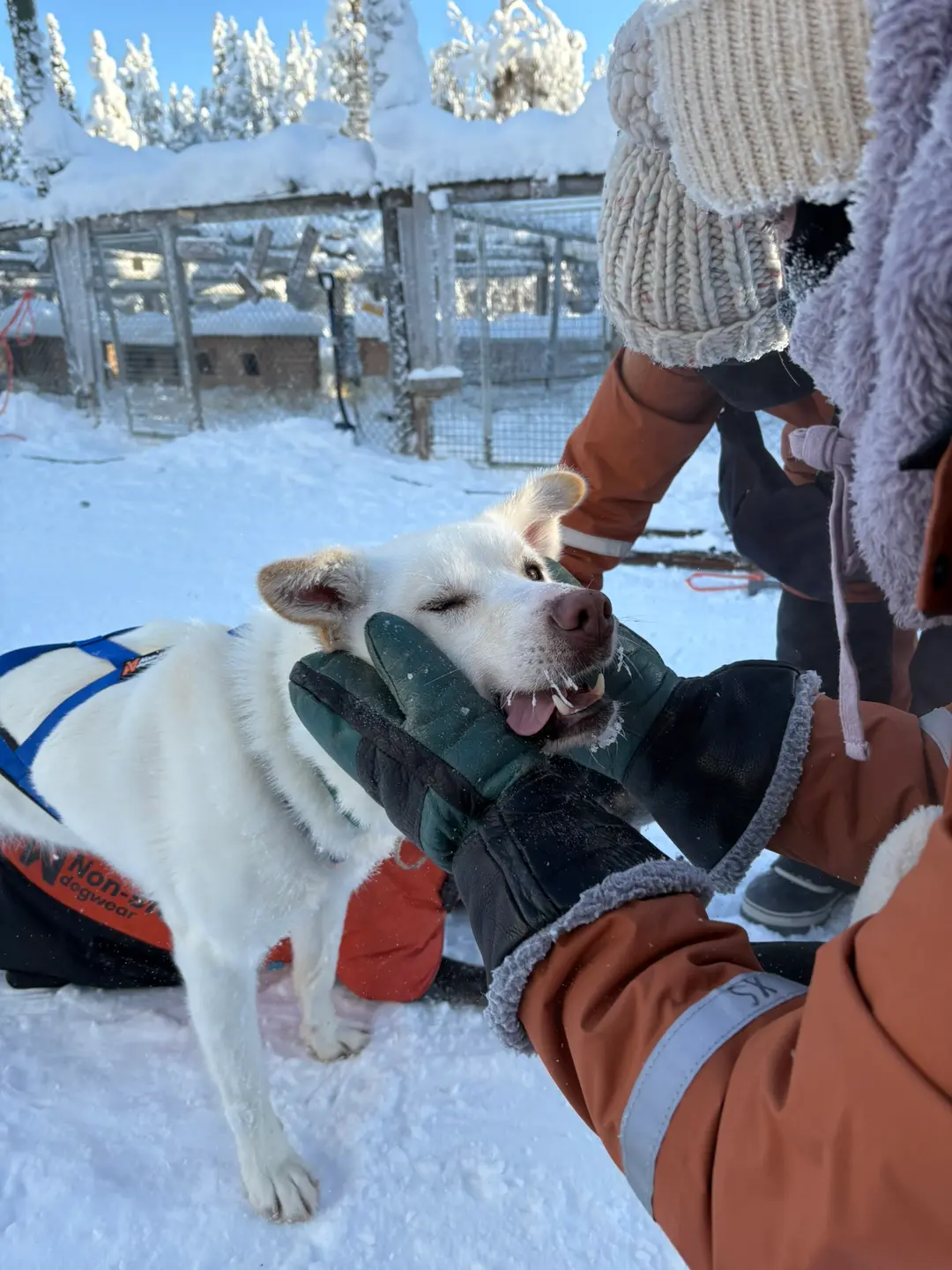 Happy white husky being cuddled at a snowy husky farm