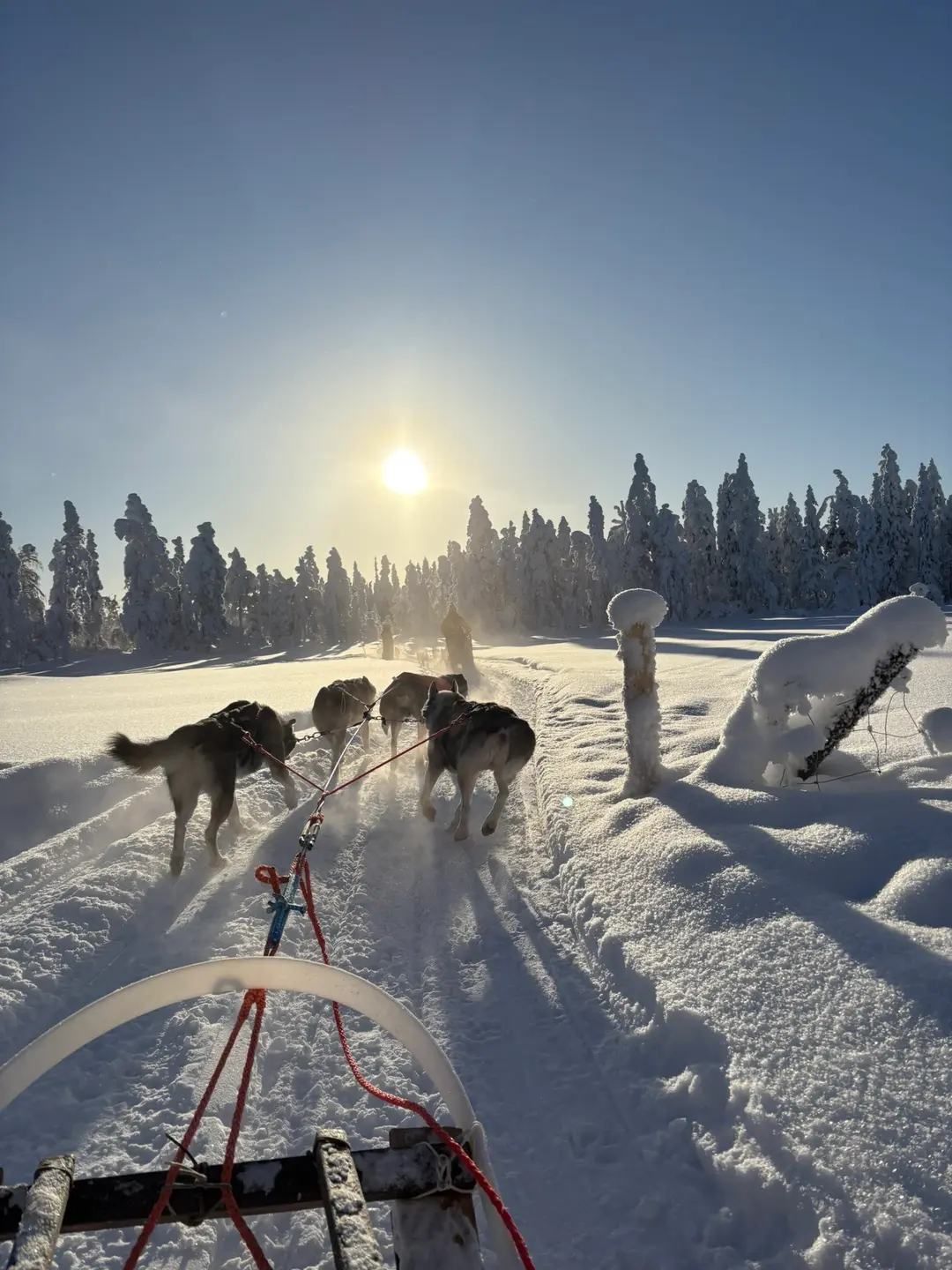 Team of four huskies pulling a sled through a snowy forest backlit by the low Arctic sun