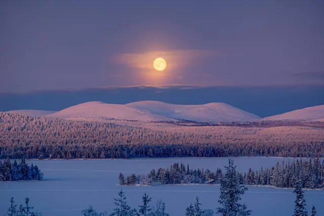 Snow covered trees and winter light over the Lapland landscape